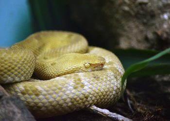 1200px-Bothrops_insularis_Instituto_Butantã_jararaca_ilhoa