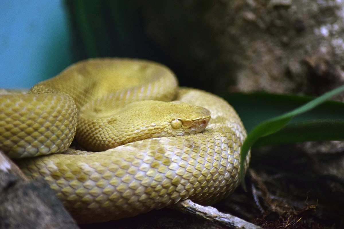 1200px-Bothrops_insularis_Instituto_Butantã_jararaca_ilhoa